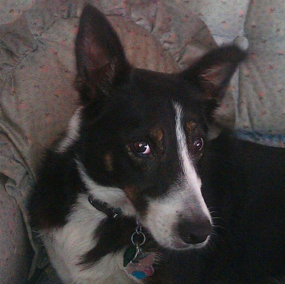 Meet your Posher, Charles - Picture 1 of 1